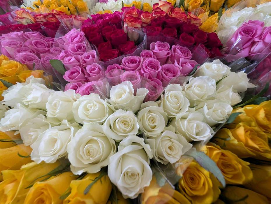 rose